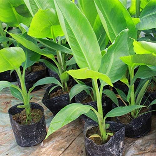 Seeds Ornamental Banana Tree Indoor Dwarf Perennial Flowers Non GMO