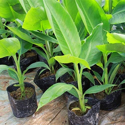 Seeds Ornamental Banana Tree Indoor Dwarf Perennial Flowers Non GMO
