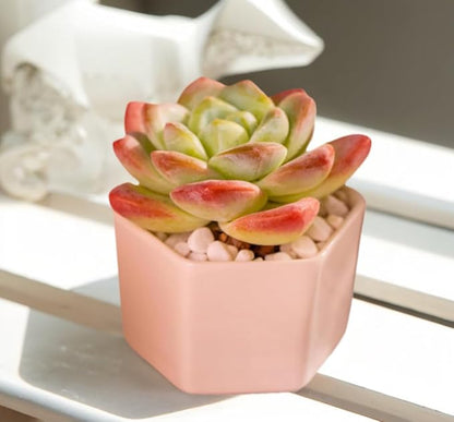 Echeveria Ice Green Rare Live Succulent Plants, Pink 1 Head 3.5" Live Plant, Package Without Pot & Soil, Placement on Garden Indoor Office Desk, Party Baby Shower Decoration, Friend Plant Lovers Gifts