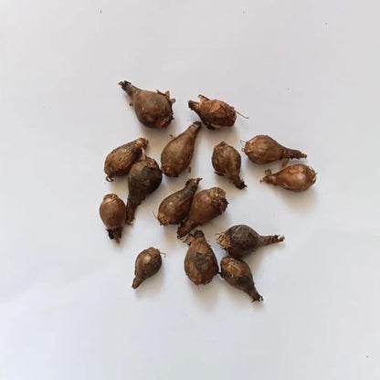 Zephyranthes Robustus Bulbs - Long Lasting Blooms, Perennial Rain Lily Bulk & Wholesale Bulbs for Planting | Easy to Grow and Low Maintenance (500 Pack)