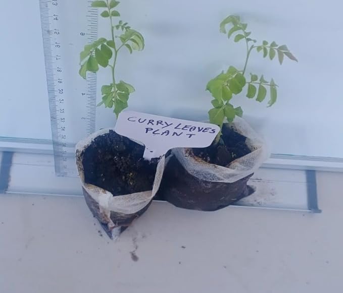 Curry Leaf Plant. Live Plant. Fragrant, Beautiful, Edible. Easy Grow. Indian Cooking Must Have. Murraya Koenigii. (2 Cups)