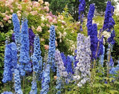 Blue Bell Delphinium Seeds - 650 Seeds