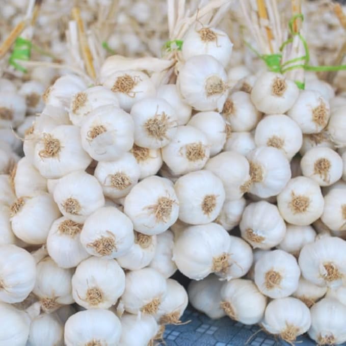 1 Pound Garlic for Planting in Fall Hardneck, 8-10 White Garlic Bulbs for Planting, Fresh and High Yield Bulb Variety Pack, Hardy and Fast Growing