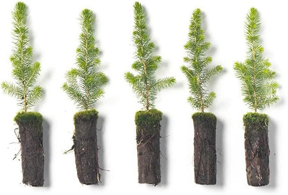 Black Spruce Live Tree Plug Seedlings | 6"-12" | Arbor Day Foundation (5-Pack)
