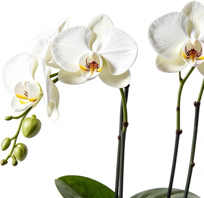 Live White and Purple Double Stem Phalaenopsis Orchid Plant with Clear Quartz and Amethyst - Premium Dual-Color Flowering Houseplant, Easy Care Live Plant