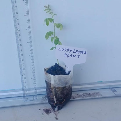 Curry Leaf Plant. Live Plant. Fragrant, Beautiful, Edible. Easy Grow. Indian Cooking Must Have. Murraya Koenigii. (1 Cup)