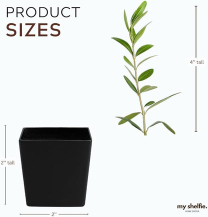 Dwarf Olive Tree Starter Plant, 2 Inch Pot, Indoor Outdoor Bonsai (5)