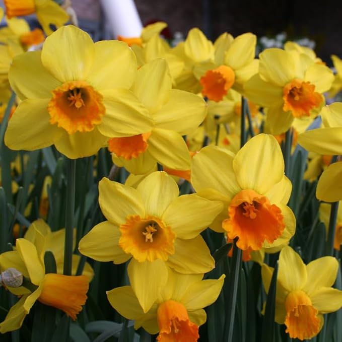 Fortune Daffodil Flower Bulbs Jumbo Pack - 25 Bulbs per Pack - Deer Resistant - Good as Cut Flowers - Grows Well in Containers - Naturalizing - Perennializing