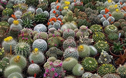 25+ Seeds Cactus Rare Succulents Cacti - Flower Mix