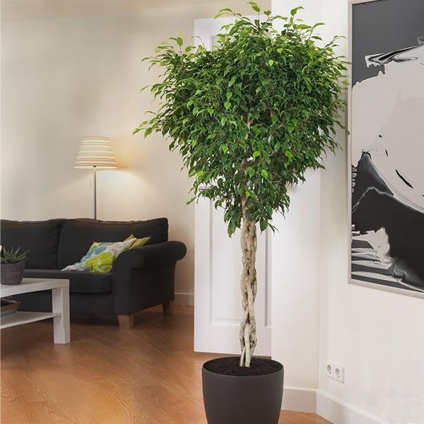 Brighter Blooms - Braided Benjamina Ficus Tree, 4-5 ft. - No Shipping to AZ, OR