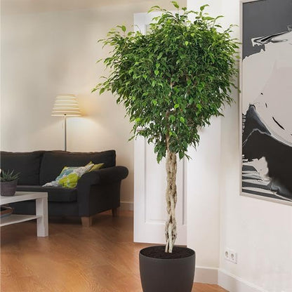 Brighter Blooms - Braided Benjamina Ficus Tree, 4-5 ft. - No Shipping to AZ, OR