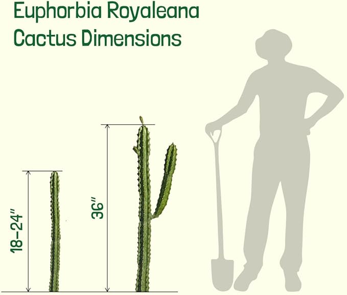 Cactus Outlet - Cactus Plants Live, Euphorbia Royaleana Live Cactus 36"+ - Rare Large Live Cactus - Landscape Ready Large Cactus Plant Live Delivered Right to Your Door