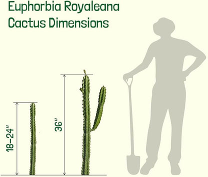 Cactus Outlet - Cactus Plants Live, Euphorbia Royaleana Live Cactus 36"+ - Rare Large Live Cactus - Landscape Ready Large Cactus Plant Live Delivered Right to Your Door