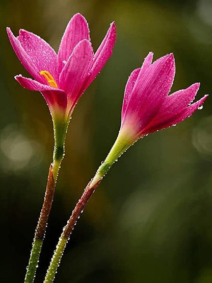 (12) Pink Rain Lily Flower Plants - Zephyranthes Grandiflora Outdoor Flower Bulbs | Beautiful Rain Lily