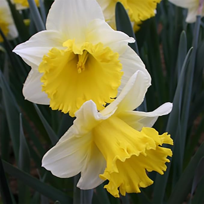 White Daffodil Flower Bulbs (Ice Follies) - 500 Bulbs per Pack - Deer Resistant - Good as Cut Flowers - Good for Indoor Forcing - Naturalizing - Perennializing