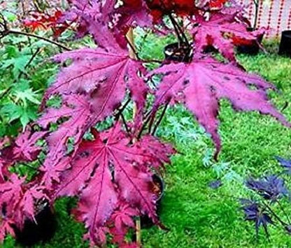 Purple Ghost Japanese Maple - Live Plant - Trade Gallon Pot