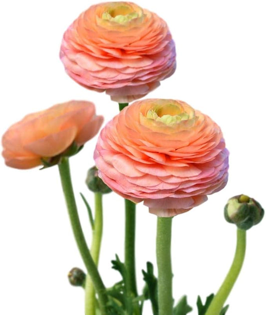 Easy to Grow Ranunculus Tecolote Salmon - 10 Plant Bulbs, Salmon Pink & Orange Flowers in Spring, Full Sun Meditteranean Carlsbad Flower Fields