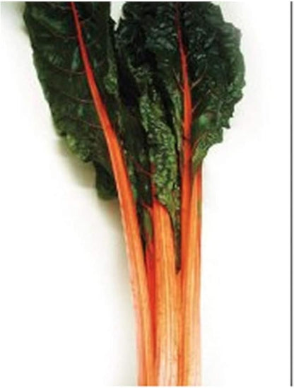 Rhubarb Swiss Chard - Delicious and Nutritious… - Delicious and Nutritious - Approximately 175 Seeds
