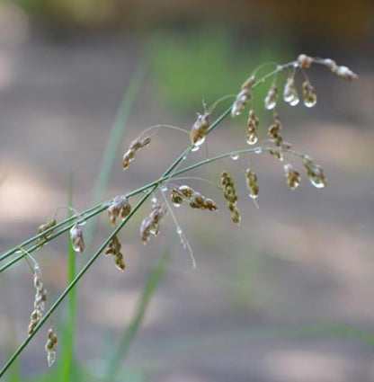 Organic Sweetgrass Live Plant 3" Pot - Vanilla Grass, Buffalo Grass - Native Herb for Smudging, Healing, Spiritual
