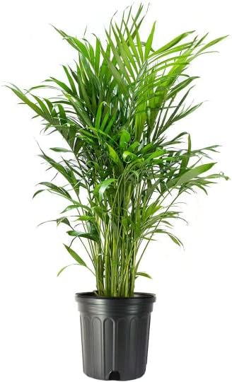 American Plant Exchange Cat Palm – 10-Inch Pot – Live Tropical Houseplant with Feathery Green Fronds, Easy Care Indoor or Outdoor Palm for Home, Office, Patio & Low-Light Décor
