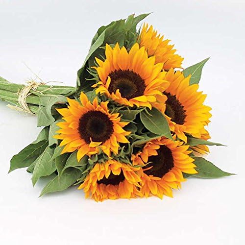 Park Seed Zohar Organic Sunflower Seeds – Pollen-Free Single-Stem Blooms for Cutting Gardens and Three Sisters Planting, Bright Gold 4–6 Inch Flowers, Easy to Grow, Pack of 25