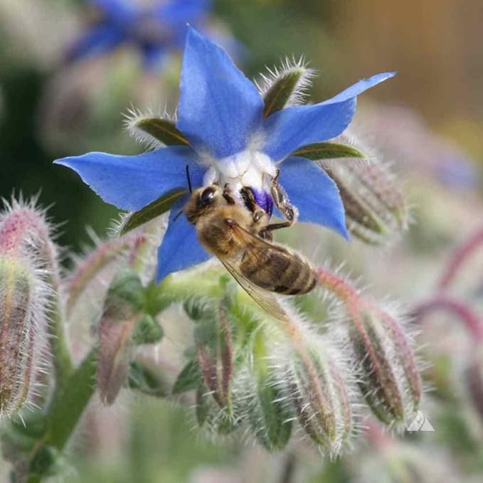 Outsidepride Blue Borage Seeds for Planting – 5 lb. Annual, Drought-Tolerant Herb Seeds with Star-Shaped Blooms, Attracts Bees for Pollinator Gardens, Summer Teas, Decoration & Culinary Use