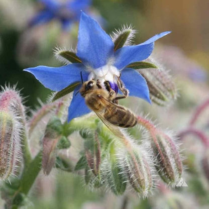 Outsidepride Blue Borage Seeds for Planting – 5 lb. Annual, Drought-Tolerant Herb Seeds with Star-Shaped Blooms, Attracts Bees for Pollinator Gardens, Summer Teas, Decoration & Culinary Use