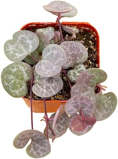 Succulents Plants Live 2" String of Hearts, Live Mini Succulent Plants, Easy Care House Plants Rooted in Succulent Soil Mix, by The Succulent Cult