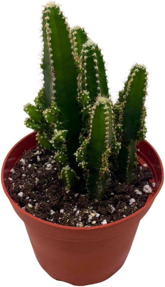 Fairy Castle Cactus, Acanthocereus Tetragonus, Night-Blooming Cereus, Triangle Cactus, 4 inch Pot