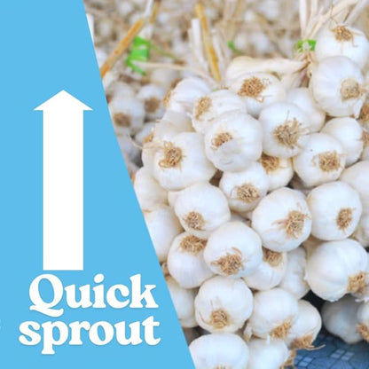 1 Pound Garlic for Planting in Fall Hardneck, 8-10 Music Garlic Bulbs for Planting, Fresh and High Yield Bulb Variety Pack, Hardy and Fast Growing