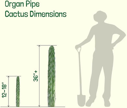 Cactus Outlet - Cactus Plants Live, Live Plants Indoor & Outdoor Use, Live Cactus, Organ Pipe 12”-18”- Large Live Cactus - Landscape Ready Large Cactus Plant Live Delivered Right to Your Door