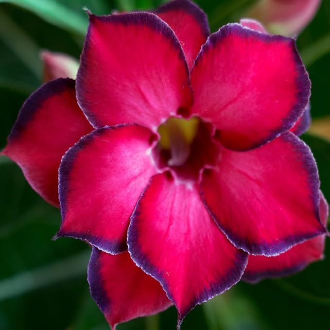20 Desert Rose Seeds for Planting Mixed Color Ready to Grow Adenium Obesum Seeds Exotic Succulent Colorful Bonsai Plant Tropical Rose Flower Planting Non-GMO Heirloom