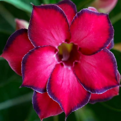 20 Desert Rose Seeds for Planting Mixed Color Ready to Grow Adenium Obesum Seeds Exotic Succulent Colorful Bonsai Plant Tropical Rose Flower Planting Non-GMO Heirloom
