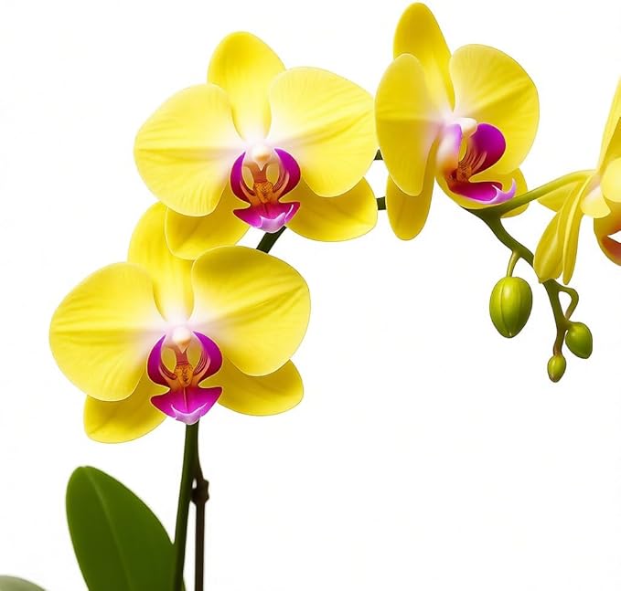 Live Purple and Yellow Double Stem Phalaenopsis Orchid Plant with Citrine and Amethyst - Premium Dual-Color Flowering Houseplant, Easy Care Live Plant