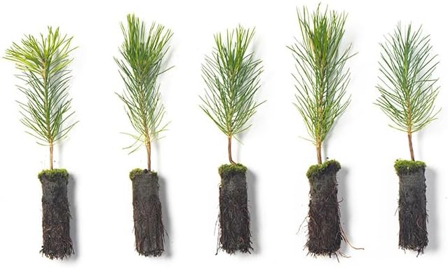 Ponderosa Pine Live Tree Plug Seedlings | 6"-12" | Arbor Day Foundation - (Due to Agricultural Laws, Unavailable to AZ, CA, ID, ME, MT or UT) (5-Pack)