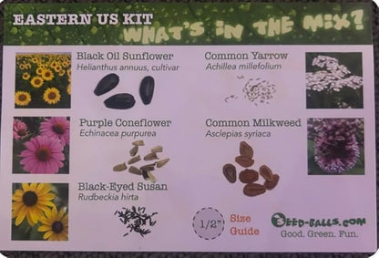 DIY Seedball Making Kit - Eastern Wildflower Edition