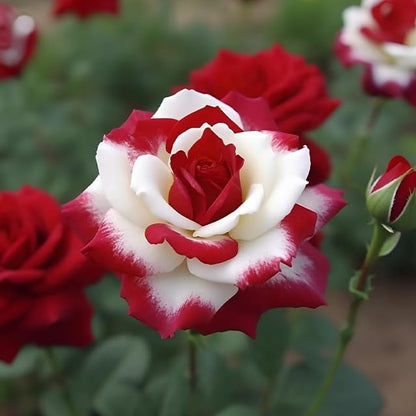 20pcs Rare Twin Red White Rose Flower Seeds for Planting - Captivating Garden Blooms Non GMO Heirloom Garden - Planting Instructions for Easy Grow - Great Gardening Gifts