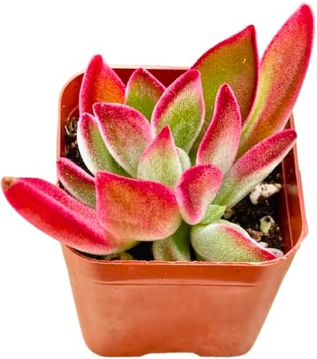 2" Echeveria Ruby Slippers Unique Succulents Plants Live, Live Starter Succulent Plants, Easy Care House Plants Rooted in Succulent Soil Mix, by The Succulent Cult