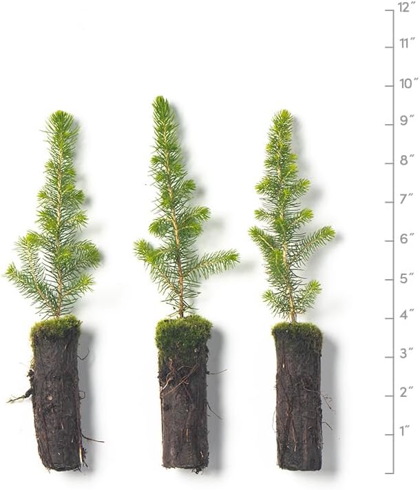 Black Spruce Live Tree Plug Seedlings | 6"-12" | Arbor Day Foundation (3-Pack)