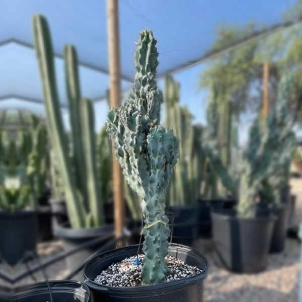 Cactus Outlet - Curiosity Cactus Plants Live, Live Plants Indoor & Outdoor Use, Live Cactus, 36”+ - Rare Large Live Cactus - Landscape Ready Large Cactus Plant Live Delivered Right to Your Door