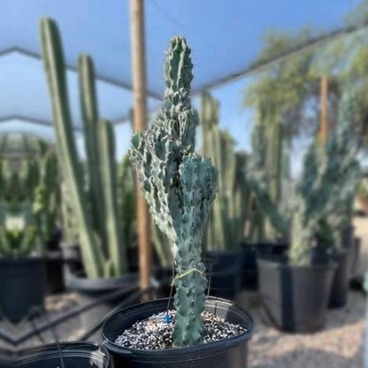 Cactus Outlet - Curiosity Cactus Plants Live, Live Plants Indoor & Outdoor Use, Live Cactus, 36”+ - Rare Large Live Cactus - Landscape Ready Large Cactus Plant Live Delivered Right to Your Door