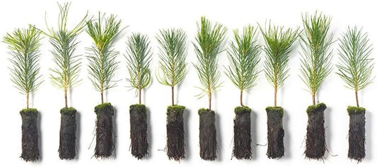 Ponderosa Pine Live Tree Plug Seedlings | 6"-12" | Arbor Day Foundation - (Due to Agricultural Laws, Unavailable to AZ, CA, ID, ME, MT or UT) (10-Pack)