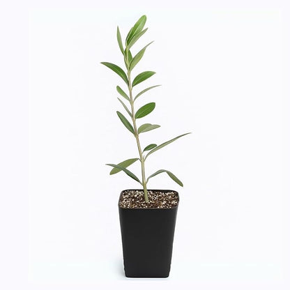 Dwarf Olive Tree Starter Plant, 2 Inch Pot, Indoor Outdoor Bonsai (1)