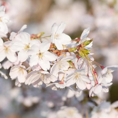 Live White Cherry Blossom Tree Plant, 8 to 12 Inch Tall Cherry Blossom Tree Live in Pot, Perennial Cherry Blossom Sapling, Cherry Blossom Tree Plant, Cherry Flower Tree Starter Plant