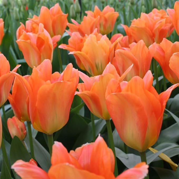 Orange Brilliant Fosteriana Tulip Flower Bulbs - 10 Bulbs per Pack - Good as Cut Flowers - Good for Indoor Forcing - Grows Well in Containers - Perennializing