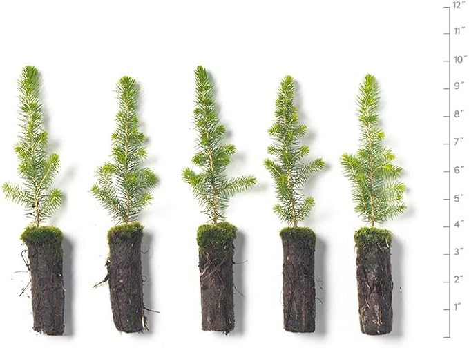 Black Spruce Live Tree Plug Seedlings | 6"-12" | Arbor Day Foundation (5-Pack)