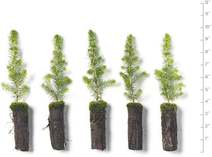 Black Spruce Live Tree Plug Seedlings | 6"-12" | Arbor Day Foundation (5-Pack)