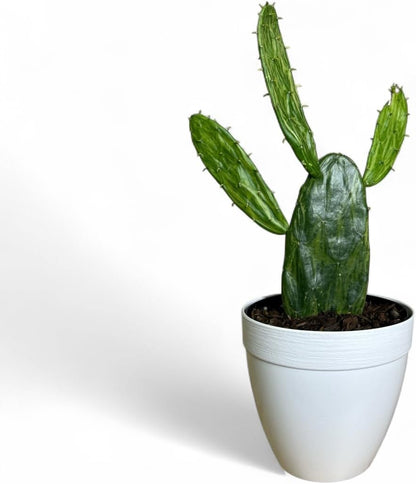 Variegated Opuntia Cactus, Yellow and Green, Live Indoor Outdoor Plant, 6-inch Decorative Pot, 12-15 inches Growth Height