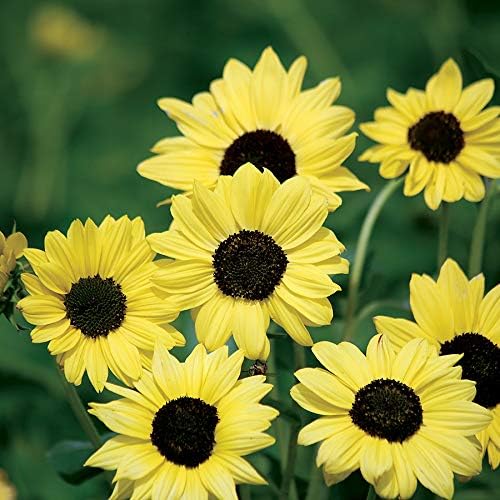 Park Seed Soluna Lemon Yellow Sunflower Seeds – Light Yellow Blooms with Brown Centers, Compact 3-Foot Upright Plants for Beds and Bouquets, Easy to Grow Annuals, Pack of 50