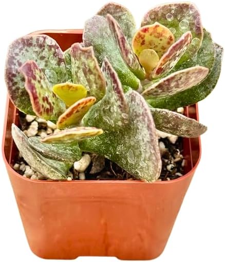 2" Adromischus Maculatus Unique Succulents Plants Live, Live Starter Succulent Plants, Easy Care House Plants Rooted in Succulent Soil Mix, by The Succulent Cult